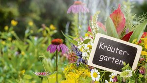 Damit Kräuter üppig Damit Kräuter üppig gedeihen, lohnt es sich, Zeit in die Planung des Gartens zu stücken. Bilder unten, von links: Liebstöckel, Ringelblumen und Salbei.