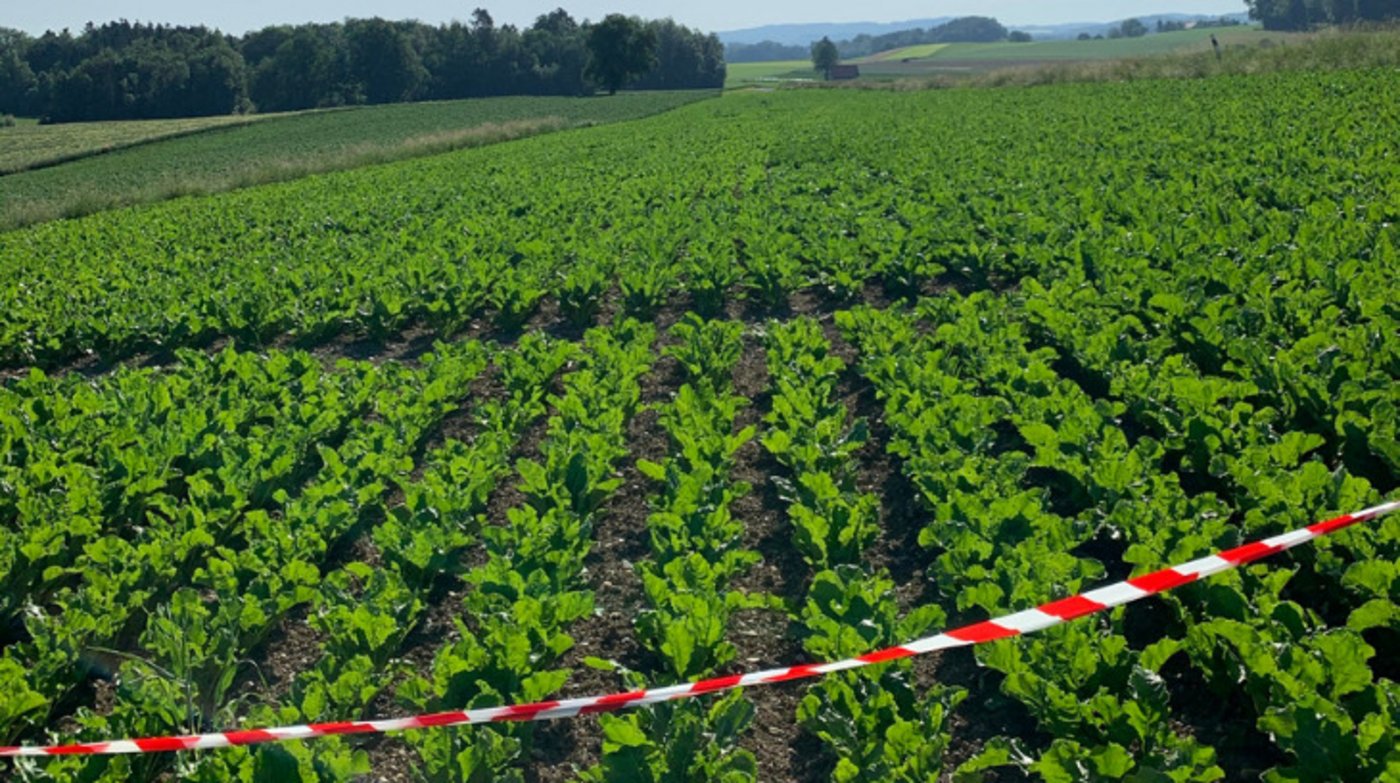 Die Zuckerrüben stehen kurz vor dem Reihenschluss oder haben diesen bereits erreicht. Eine Borspritzung ist vorzunehmen. (Bild Luzi Schneider, SFZ)