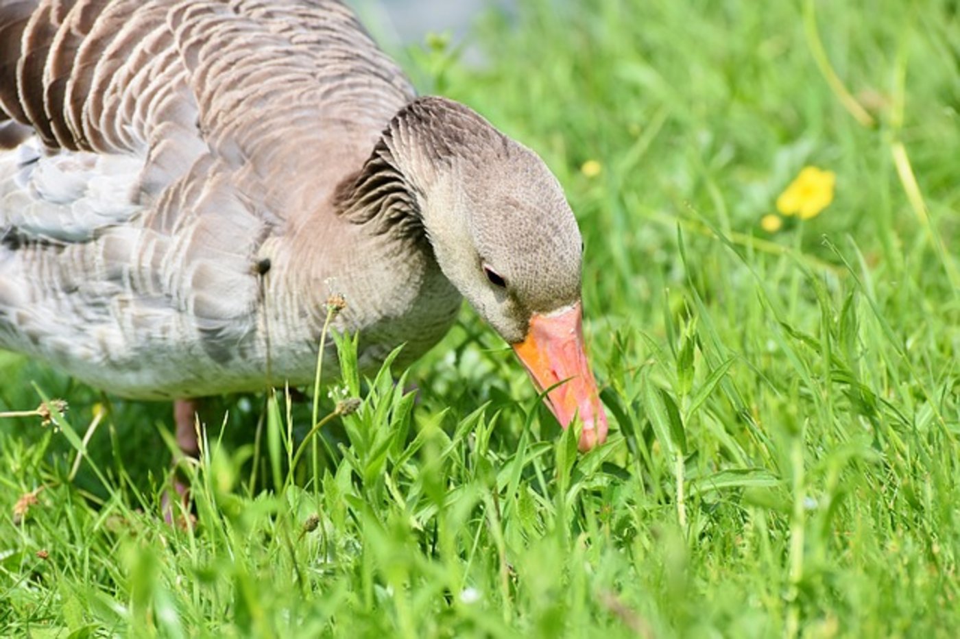 Auf einer Wiese oder Weide können bis zu 8000 Wildgänse zusammenkommen. (Symbolbild Pixabay)