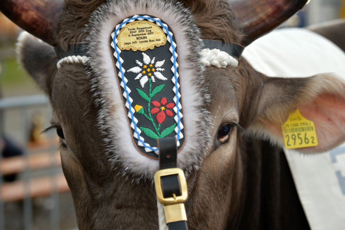 Der ESAF-Siegermuni 2019 Kolin. (Bild ESAF Zug)