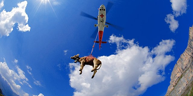 Hier kommt eine Kuh geflogen: Rund tausendmal pro Jahr kommt es in der Schweiz zu einem Helikoptereinsatz, um verletztes oder totes Rindvieh zu bergen. (Bild Rega Mediendienst) 