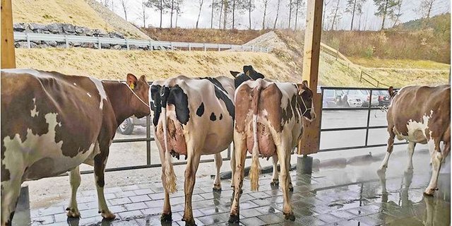 In der Arena Schüpbach finden nicht nur Auktionen oder Vorschauen für die Starparade statt, auch die Emmentaler Herbstviehschau soll auf diesem Areal durchgeführt werden.(Bild sb)