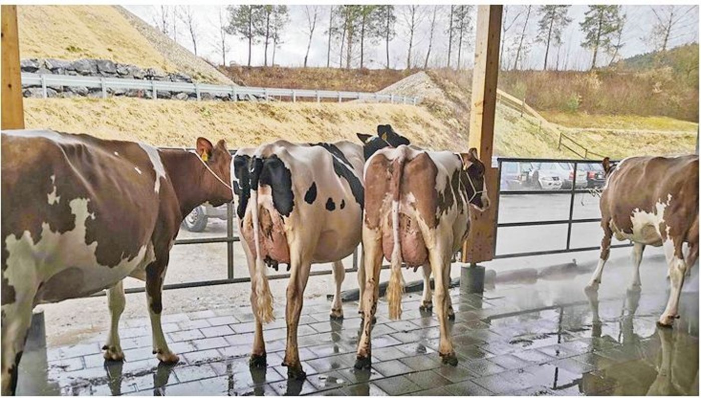 In der Arena Schüpbach finden nicht nur Auktionen oder Vorschauen für die Starparade statt, auch die Emmentaler Herbstviehschau soll auf diesem Areal durchgeführt werden.(Bild sb)