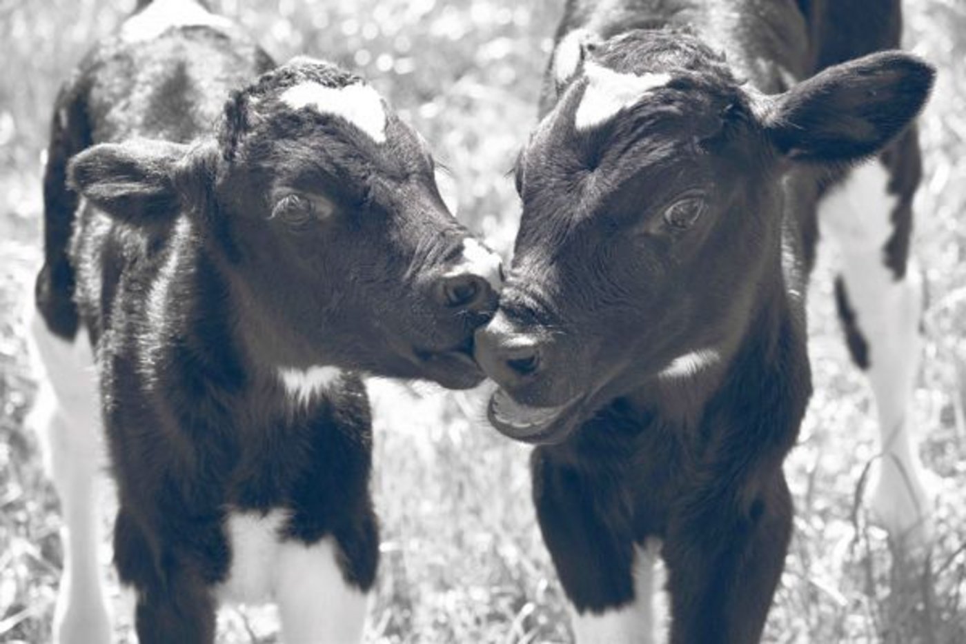 Kaum auf der Welt und schon geben sie zu Diskussionen Anlass. Wasser für Kälber ab dem ersten Lebenstag sei ein Irrsinn, egal ob Mast- oder Aufzuchtkalb, ist Kälbermäster Samuel Graber überzeugt. Der Tierschutz verlangt dies und kontrolliert es auch. (Bild Renate Kobel)