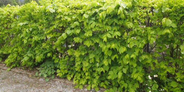 Winterlinden sieht man als Formgehölze in der Schweiz selten. Während der Blütezeit duften sie umwerfend. (Bilder Ruth Bossardt)
