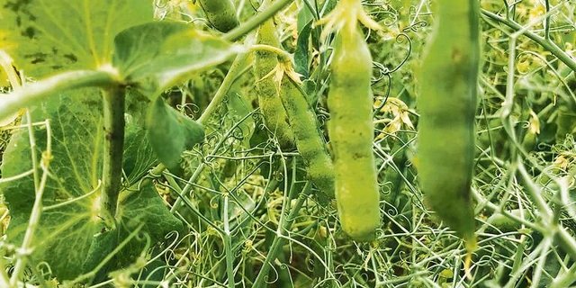 Weil Gründüngungen oftmals eine Leguminosenart enthalten, muss beim Anbau von Eiweisserbsen noch genauer auf die minimale Anbaupause geachtet werden. Das ist einer von vielen Gründen, warum die Kultur «nicht ohne» ist.