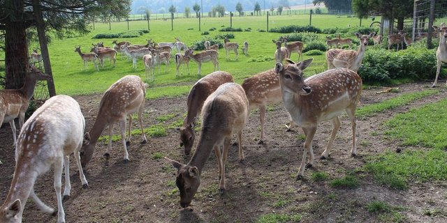 In der Schweiz werden Damhirsche, Rothirsche und Sikahirsche gehalten. (Bild lid)