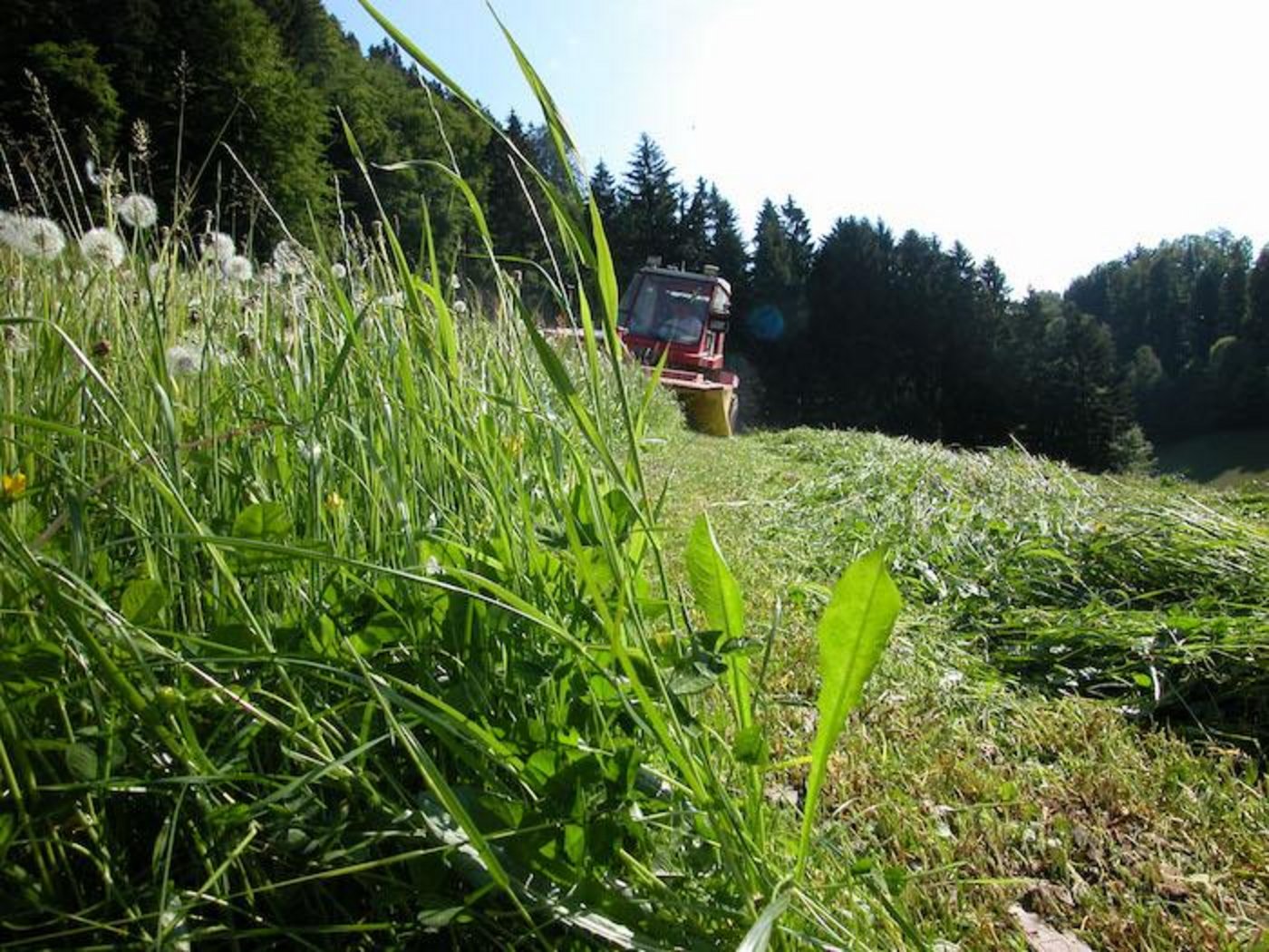 Beim Mähen werden kleine Tiere verletzt oder getötet. Mit einfachen Massnahmen kann man den Schaden aber minimieren. (Bild BauZ)