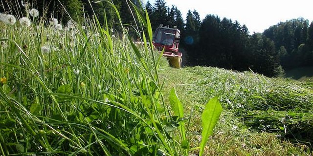 Beim Mähen werden kleine Tiere verletzt oder getötet. Mit einfachen Massnahmen kann man den Schaden aber minimieren. (Bild BauZ)