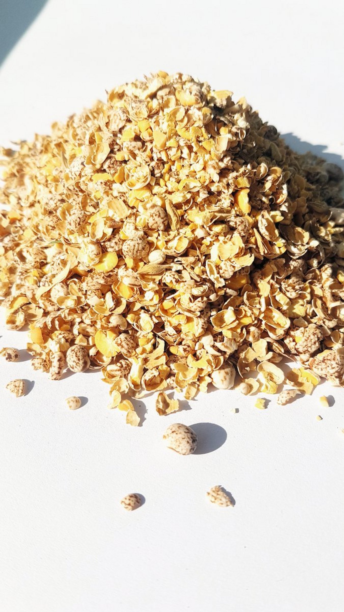 Zerquetschte blaue Lupinensamen sind eine mögliche Alternative zu Soja. (Bild Myriam Rothacher)