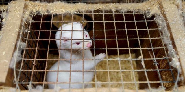 Nerz auf finnischer Nerzfarm