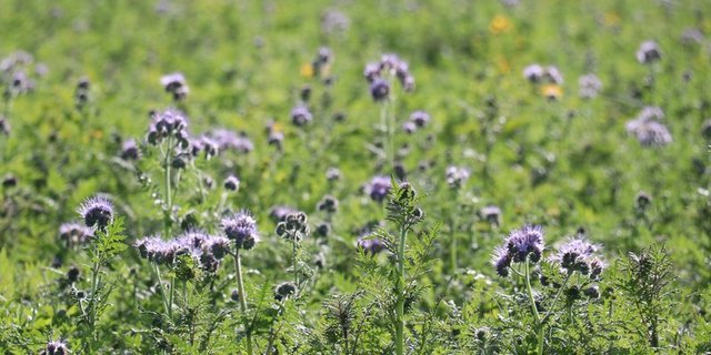 Wer jetzt Gründüngungen auf dem Feld hat, kann sie mit Messerwalzen statt dem Pflug eindämmen und so in ein bodenschonendes System einsteigen. (Bild BauZ)