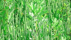 Der Anteil Ackerbohnen sei zu hoch gewesen, sagt Michael Gygax rückblickend. Die saftigen Pflanzen führten zu relativ feuchtem Erntegut, das er vor dem Silieren noch einen Tag auf dem Feld trocknen liess.