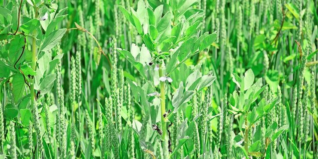 Der Anteil Ackerbohnen sei zu hoch gewesen, sagt Michael Gygax rückblickend. Die saftigen Pflanzen führten zu relativ feuchtem Erntegut, das er vor dem Silieren noch einen Tag auf dem Feld trocknen liess.