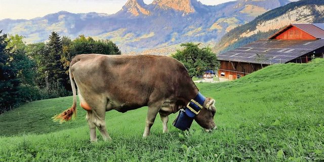 Die vielversprechende Lennox Philomena von Richard Deck ist eines der interessanten Angebote der Jubiläumsversteigerung.