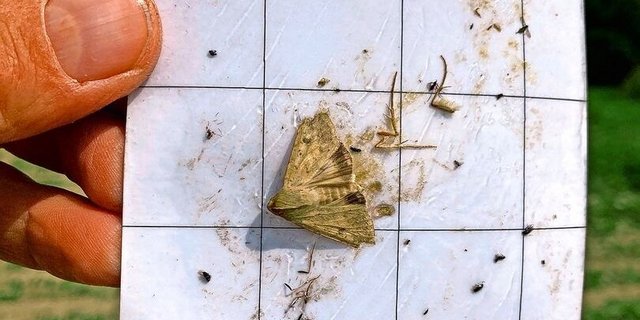 Adulte Baumwollkapseleule, gefangen im Juni.