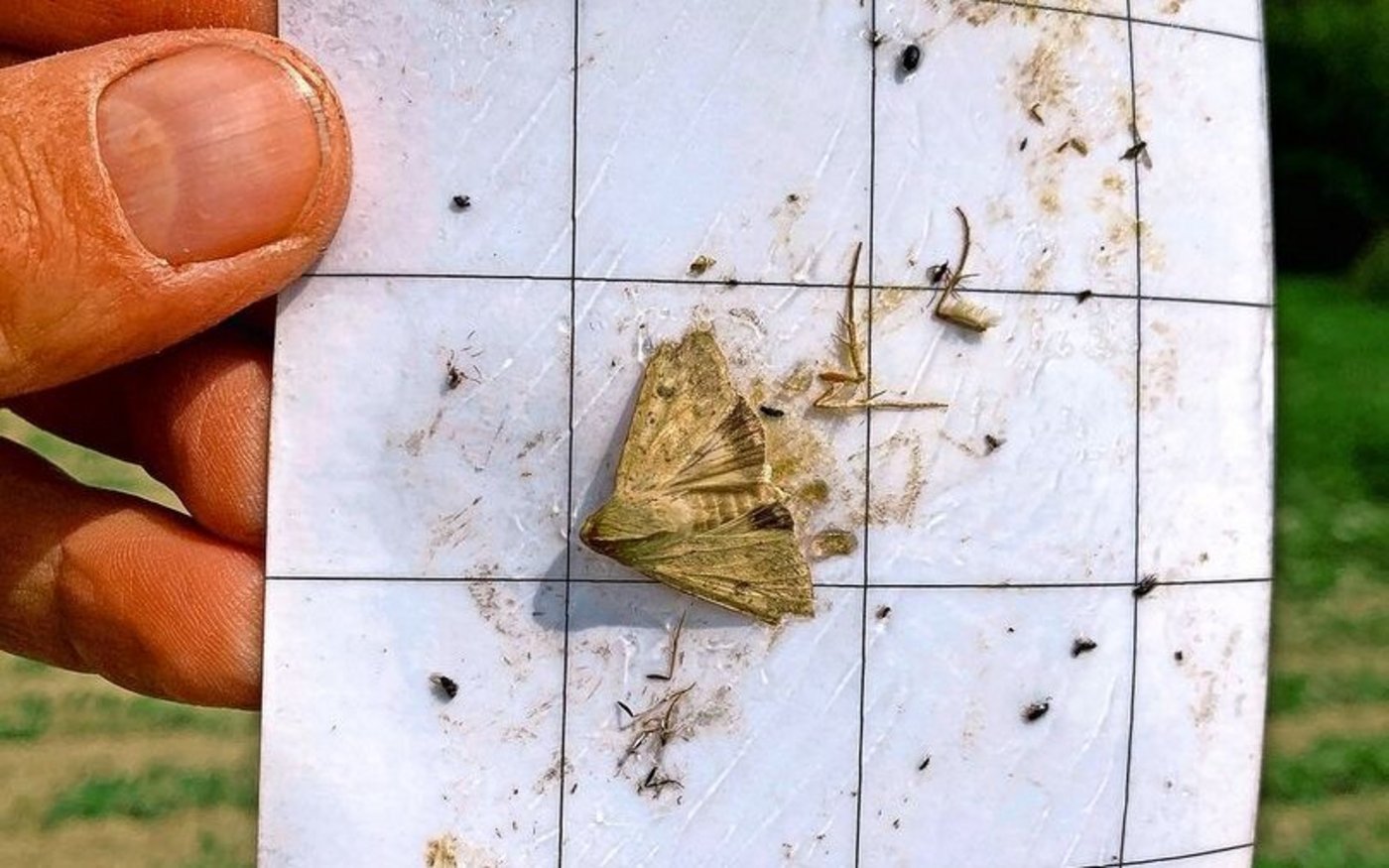 Adulte Baumwollkapseleule, gefangen im Juni.