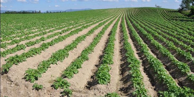 Ab diesem Herbst wird das Pflanzgut der Chips-Sorten aus Schweizer Produktion in den neuen Kaliber angeboten. (Bild Swisssem)