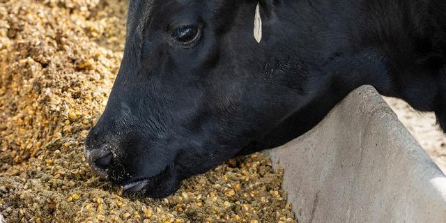Wer Enogen-Mais anbauen will, muss sich an verschiedene von Syngenta definierte Regeln halten und z. B. die Nachbaren informieren. Der Mais ist patentrechtlich geschützt. (Bild Syngenta) 