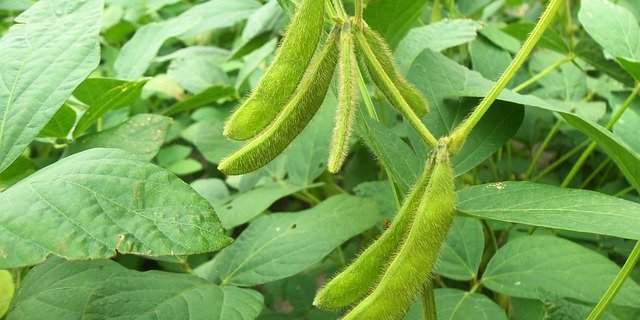 Die neu empfohlene Sojasorte verspricht sehr hohen Ertrag, gedeiht aber nur in klimatisch günstigen Lagen. (Bild Pixabay)