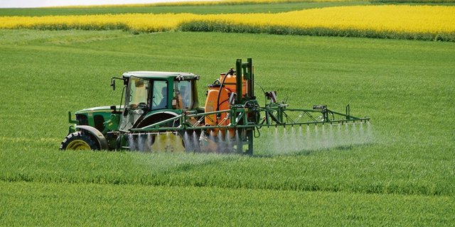 Chlorothalonil-haltige Pflanzenschutzmittel werden gegen diverse Pilzkrankheiten eingesetzt. Beim Weizen kommt der Wirkstoff gegen die Septoria-Blattdürre und -Spelzenbräune zum Einsatz. (Bild iStock) 