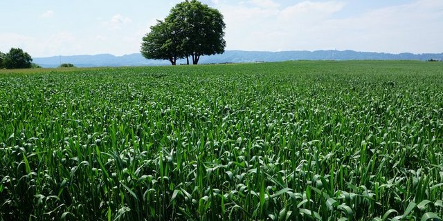 «Innovativi Puure» soll die Weiterentwicklung der Zürcher Landwirtschaftsbetriebe unterstützen. (Bild pd)