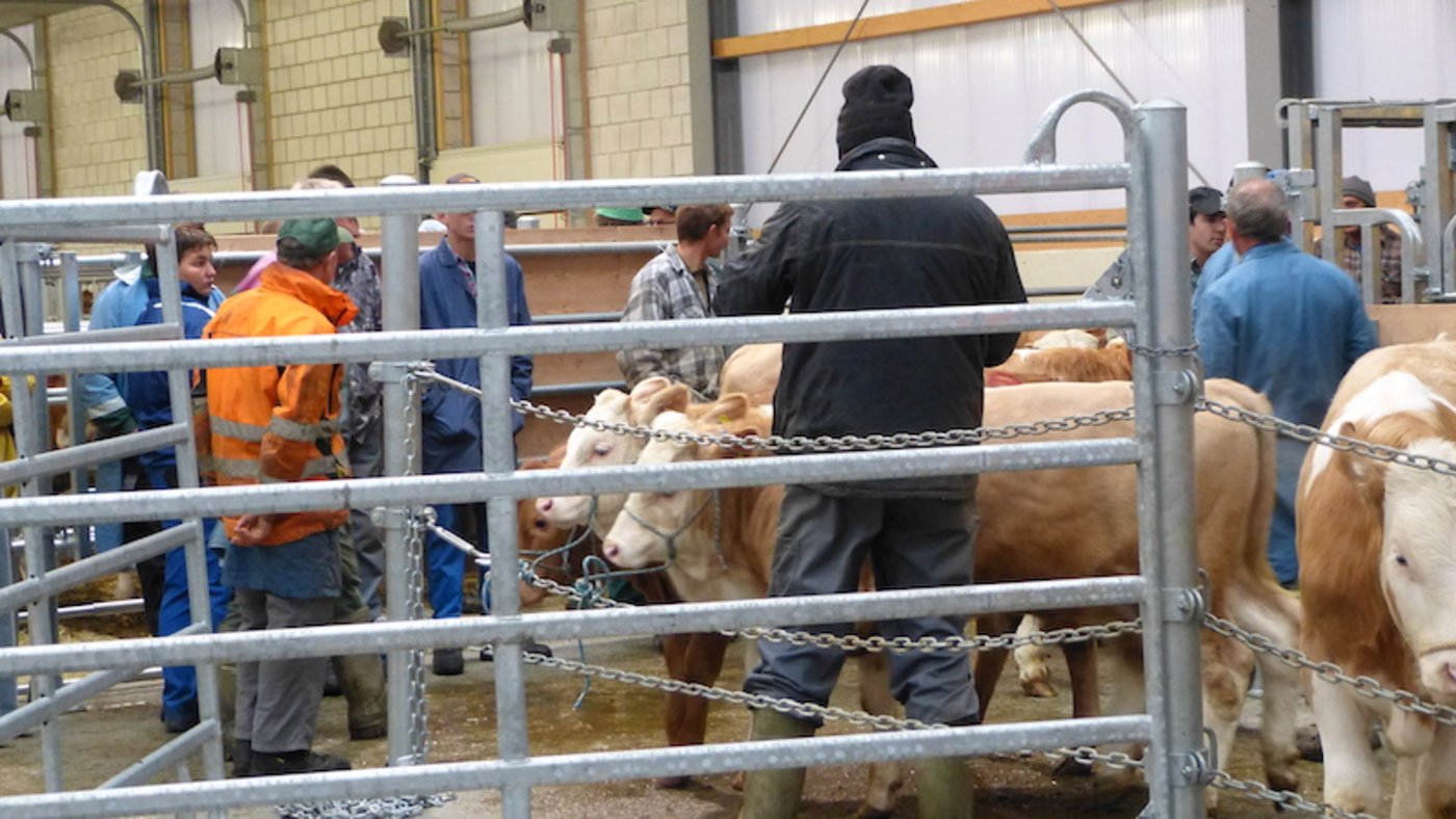 Zur Marktlage schreibt Ernst Rutz: «Insbesondere bei Kühen sinkt das Angebot, sie bleiben sehr gesucht», beruhigt er. Trotzdem versuchten die Endabnehmer die Preise mit allen Mitteln zu drücken. (Bild rü)