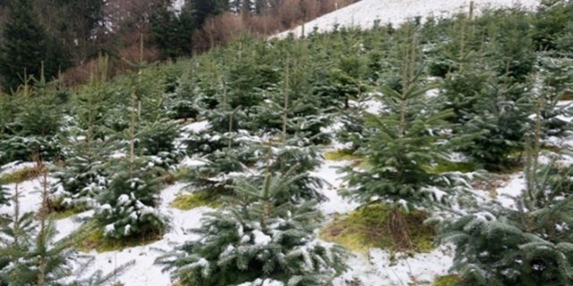 Eine Parzelle mit Schweizer Weihnachtsbäumen. Für deren Produktion gibt es keine Direktzahlungen. (Bild BauZ)