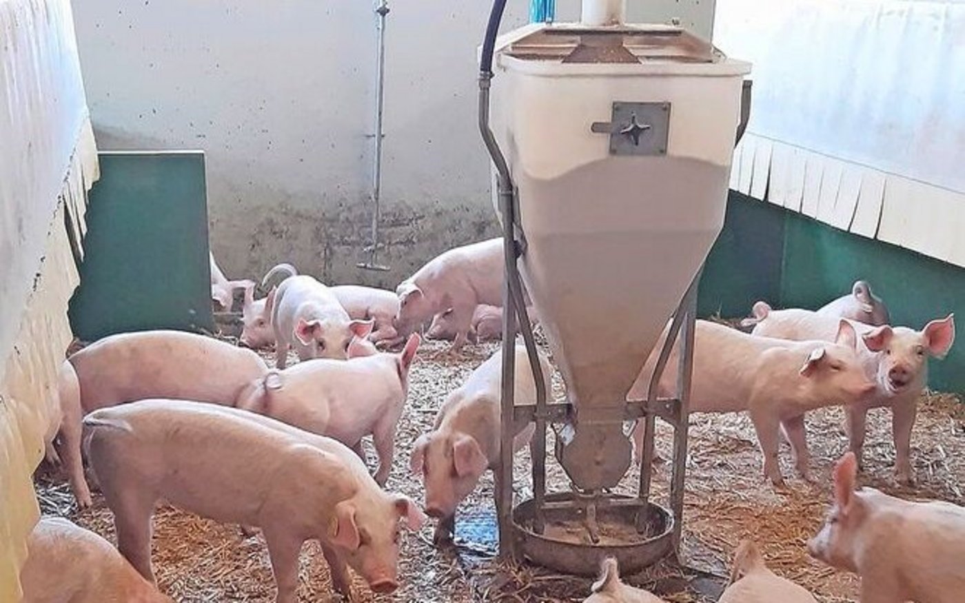 Häufig werden die Ferkel ab 9 kg mit Brei gefüttert, doch auch die Trockenfütterung hat Vorteile.    