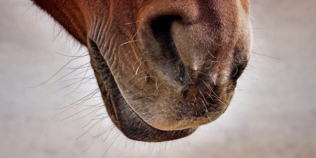 Zu hohe Konzentrationen von Ammoniak in der Luft reizen die Schleimhäute der Atemwege bei Pferden und bei Menschen. (Symbolbild Pixabay)