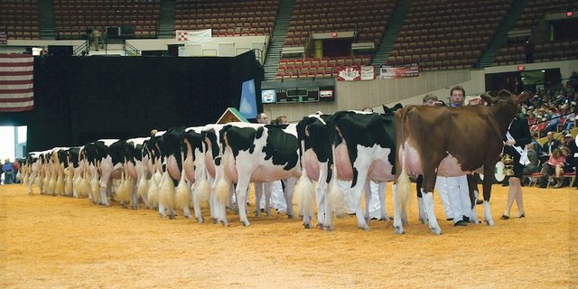 Hier begann die Karriere von Apple: Als sie 2006 an der World Dairy Expo in Madison (USA)  als erste rote Kuh einen Klassensieg an der Holsteinschau holte. .(Bild zVg)