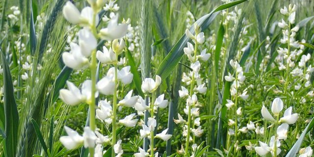 Die Schmalblättrige Lupine wird aktuell in der Schweiz am häufigsten angebaut (Bild). Doch legen Versuche nahe, dass die Weisse Lupine in Zukunft wohl bei uns die grössere Rolle spielen wird, da sie zu den meisten Schweizer Böden besser passt. (Bild C. Arncken, FiBL)