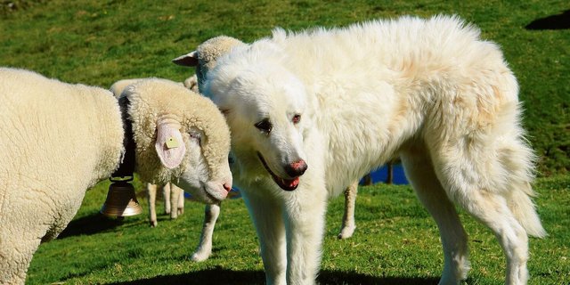 Hütehunde sind im Aargau neu von der Hundesteuer befreit. 