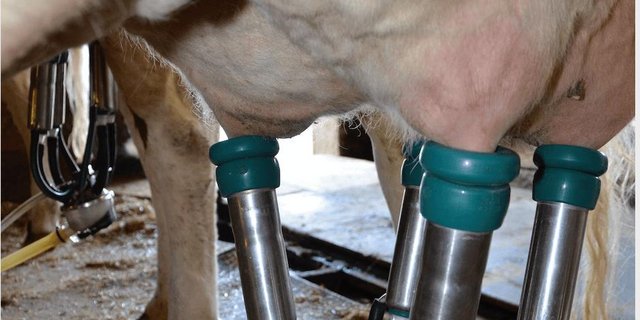 In der Schweiz ist der Milchabsatz gut und es wird sogar Butter importiert – trotzdem werden bald die Milchpreise sinken. (Bild BauZ)