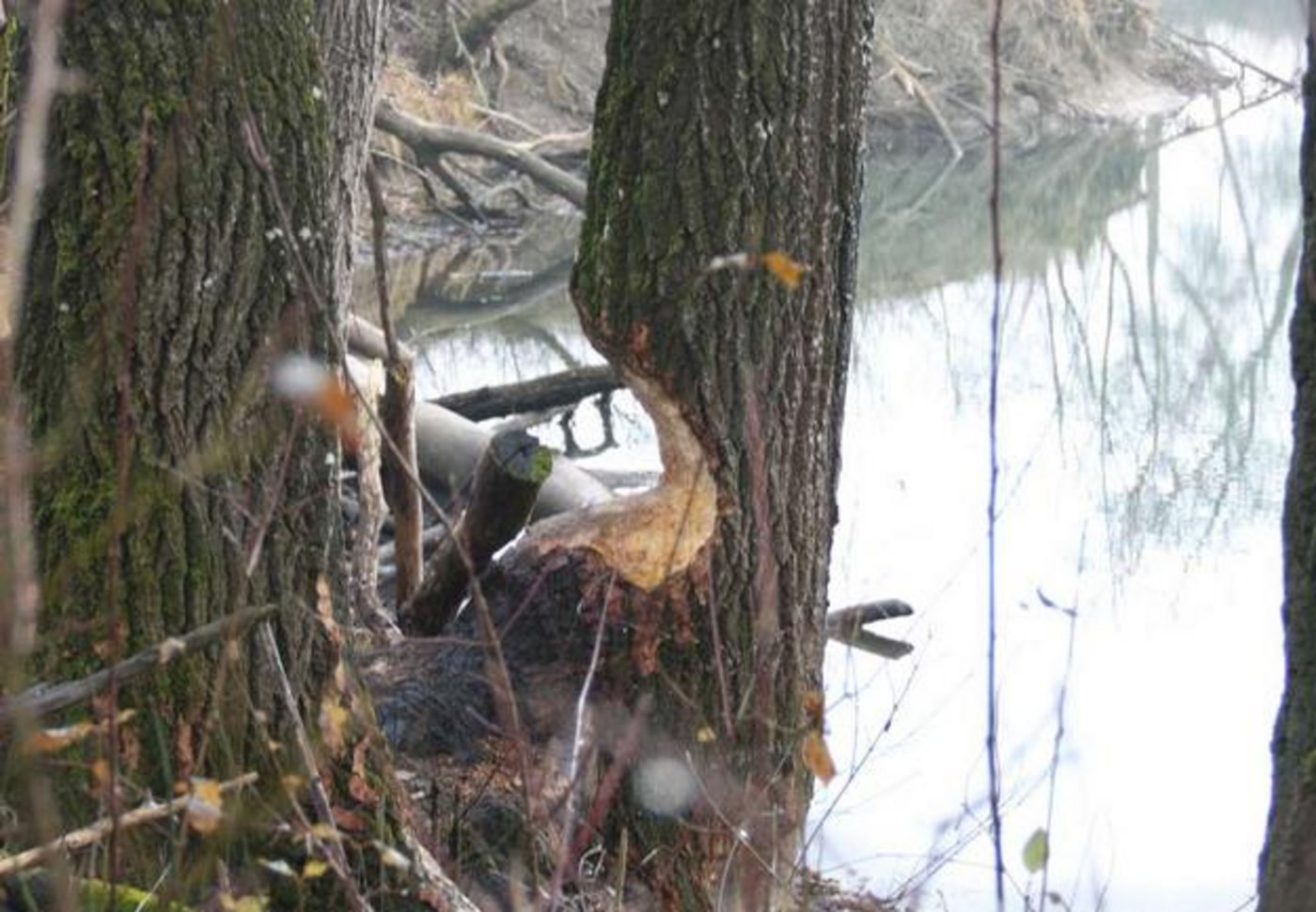 Das Anliegen für die Entschädigung bei Biberschäden ist bereits in der Revision des Jagdgesetztes berücksichtigt. (Bild Andrea Wyss) 