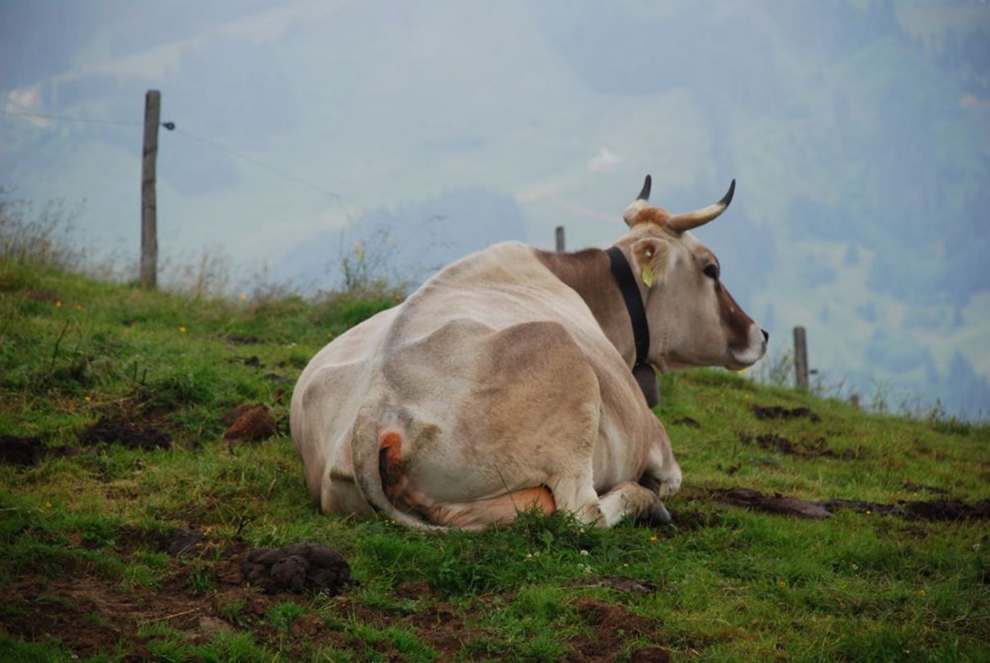 Über aus Österreich importierte Kühe gelangte IBR in die Schweiz. (Bild BauZ)