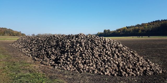 Zuckerrüben warten im Berner Seeland auf den Abtransport nach Aarberg. (ji)