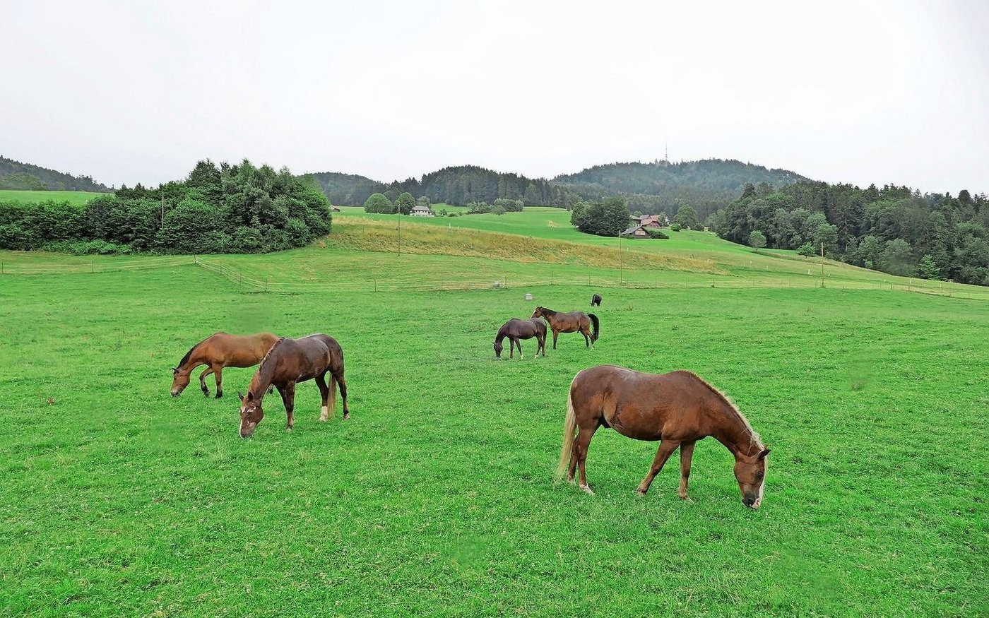 Rasse egal: Honeggers nehmen jedoch nur Tiere, die nicht mehr geritten oder anderweitig genutzt werden.