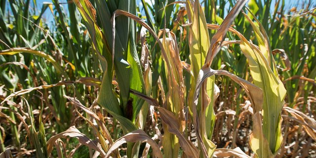 Trockenstress wie im vergangenen Jahr wird zukünftig keine Ausnahmeerscheinung im Maisanbau sein, sagen die Experten. Züchter bemühen sich um Trockenheits- und hitzetolerante Sorten. (Bild Agroscope)