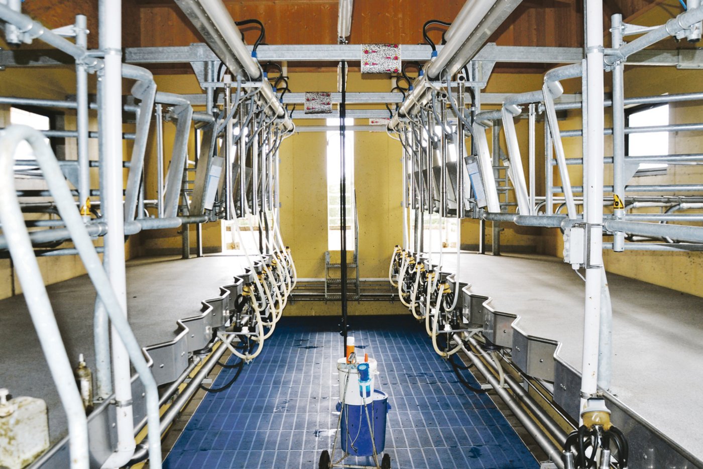 Gemolken werden die Kühe in einem 2x6 steilen Fischgräten-Melkstand. Je nach Grösse des Melkers kann die Bodenhöhe automatisch angepasst werden. 