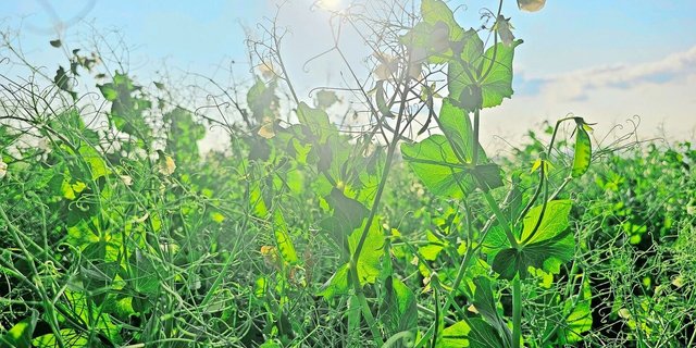 Wer Futtergetreide oder Eiweisspflanzen anbaut, kann erneut nicht auf einen Richtpreis zählen – dafür auf ein solidarisches Miteinander der gesamten Wertschöpfungskette.