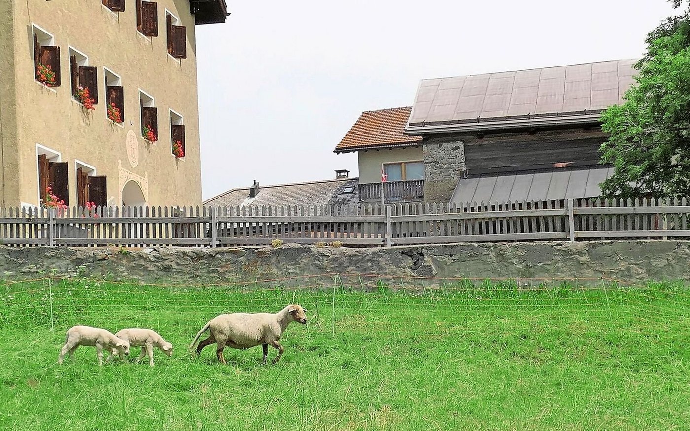 Die Tiere des Betriebs verbringen den Sommer auf der Alp. Zu Hause ist derzeit einzig diese Aue mit ihren zwei Lämmern. 