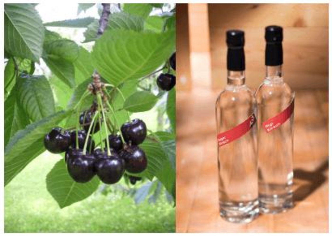 Mit den politischen Neuerungen wird der Herkunftsschutz im Ausland vereinfacht werden, z.B. für den Zuger Kirsch AOP. (Bilder AOP-IGP)