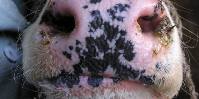 Im August 2024 wurden in der Schweiz erstmals seit 2020 Fälle von BTV-3 und BTV-8 bestätigt.