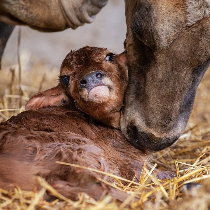 Hello Baby  (Bild: Nicole Pfeuti | Bäriswil)