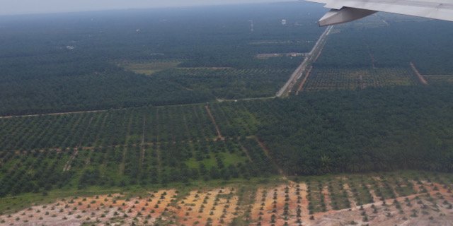 85 Prozent des weltweit produzierten Palmöls stammen aus Indonesien und Malaysia. (Bilder Lisa Gysin)