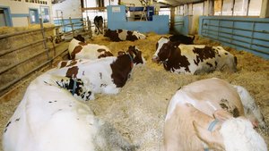 Die grosse Abkalbebox auf dem Betrieb Zuber mit  Melkroboter im Hintergrund.