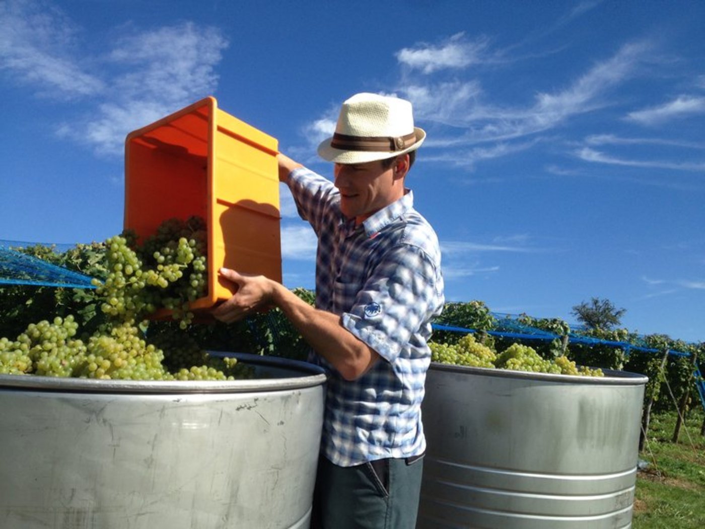 Volle Erntegebinde bei Winzer Rafael Schacher in Hohenrain: Noch nie wurden im Kanton Luzern so viele Trauben geerntet. (Bild Kanton Luzern)