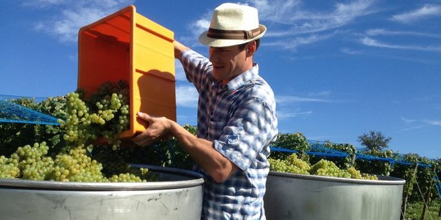 Volle Erntegebinde bei Winzer Rafael Schacher in Hohenrain: Noch nie wurden im Kanton Luzern so viele Trauben geerntet. (Bild Kanton Luzern)