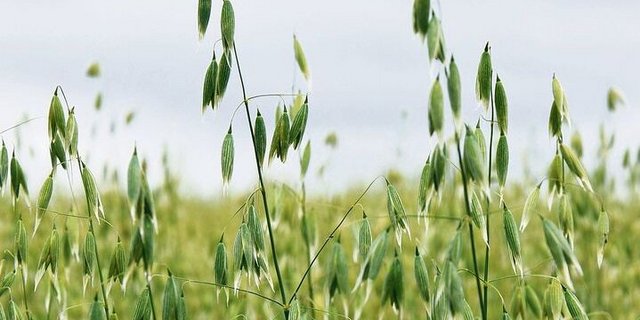 Einst als «Superfood» abgefeiert – jetzt als ungefragter Exot auf der Reservebank: Speisehafer.